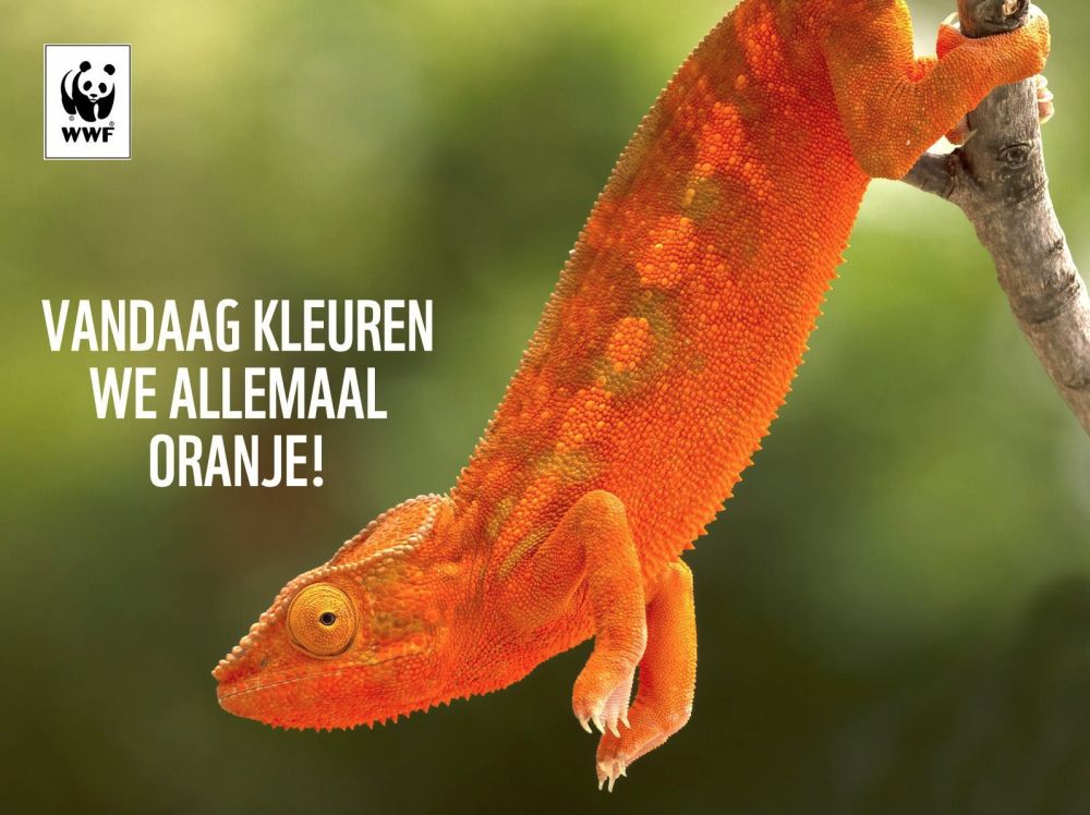 WNF koningsdag inhaker